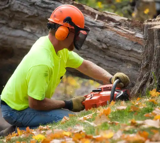 tree services Ilchester